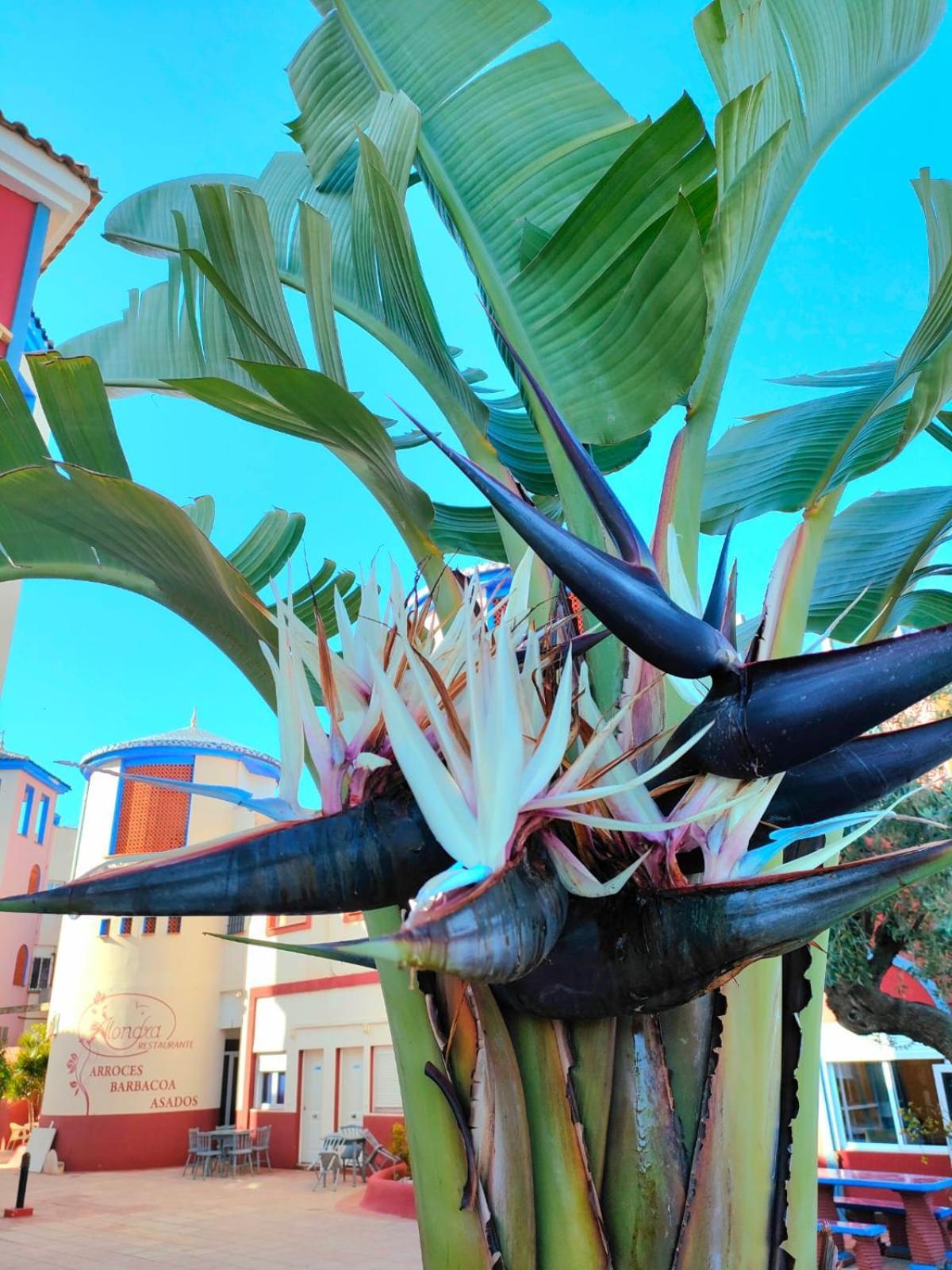 Apartament Casa De Buenos Dias Torrevieja Zewnętrze zdjęcie